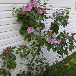 Meet your Posher, Traci